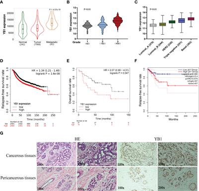 YB1 participated in regulating mitochondrial activity through RNA replacement